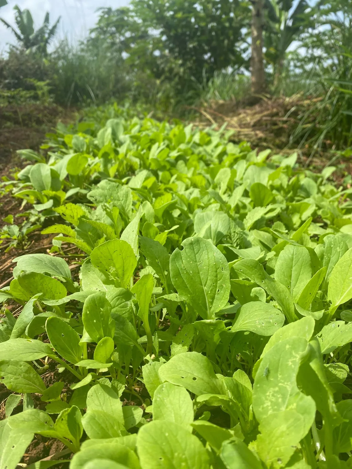 Luống rau xanh giữa khu vườn