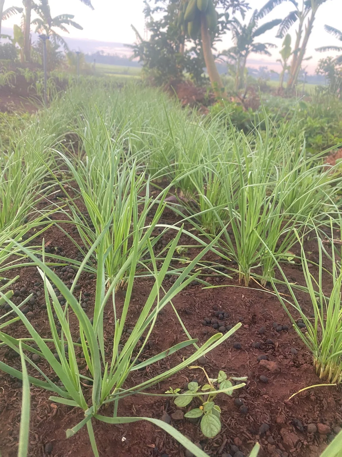 Những luống cây lá dài trên đất đỏ