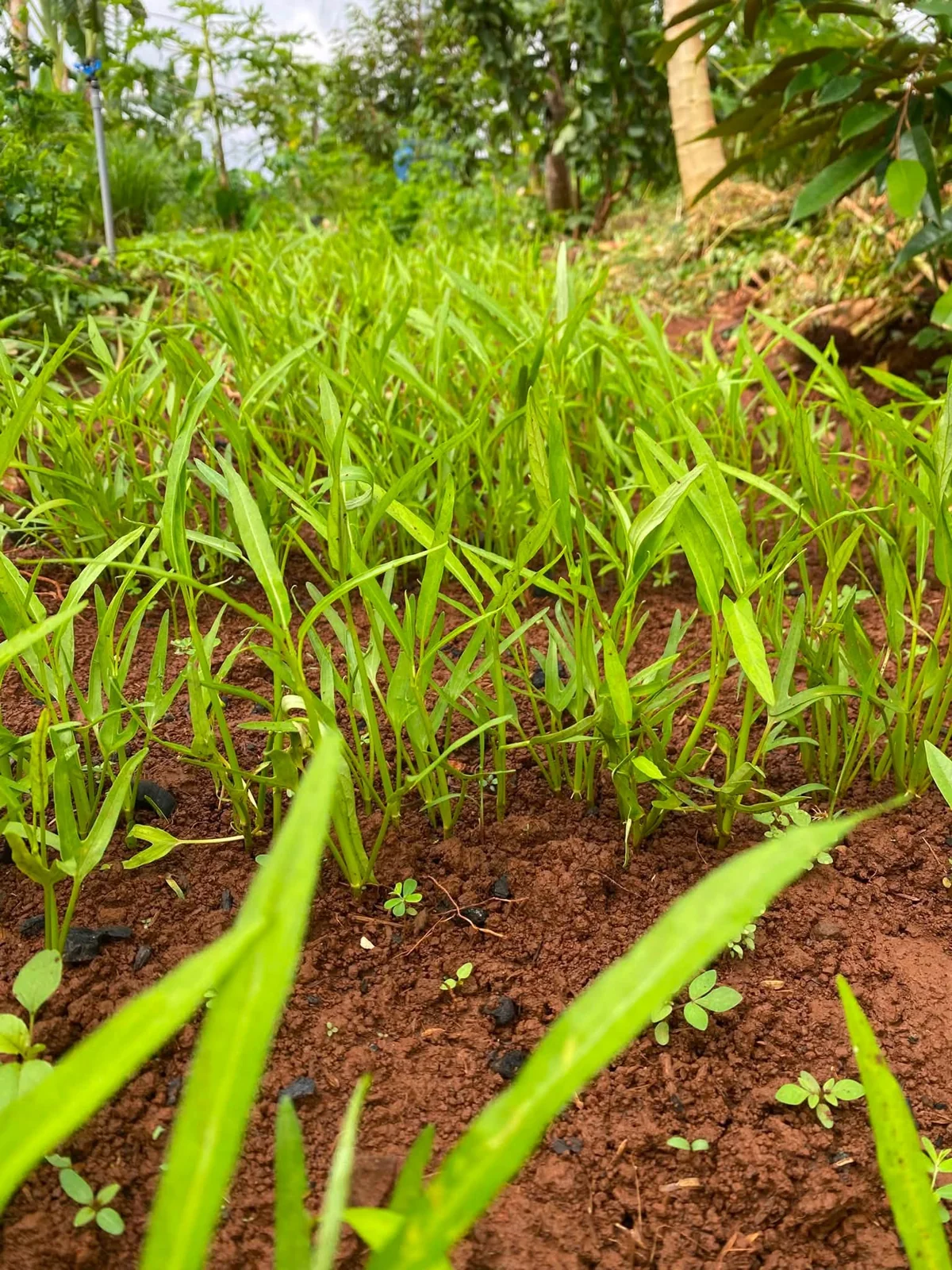 Những hàng rau non trên mặt đất