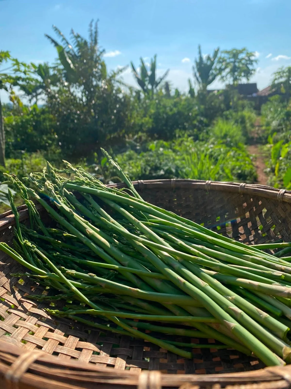 Rau được tập hợp phía trước khung cảnh khu vườn