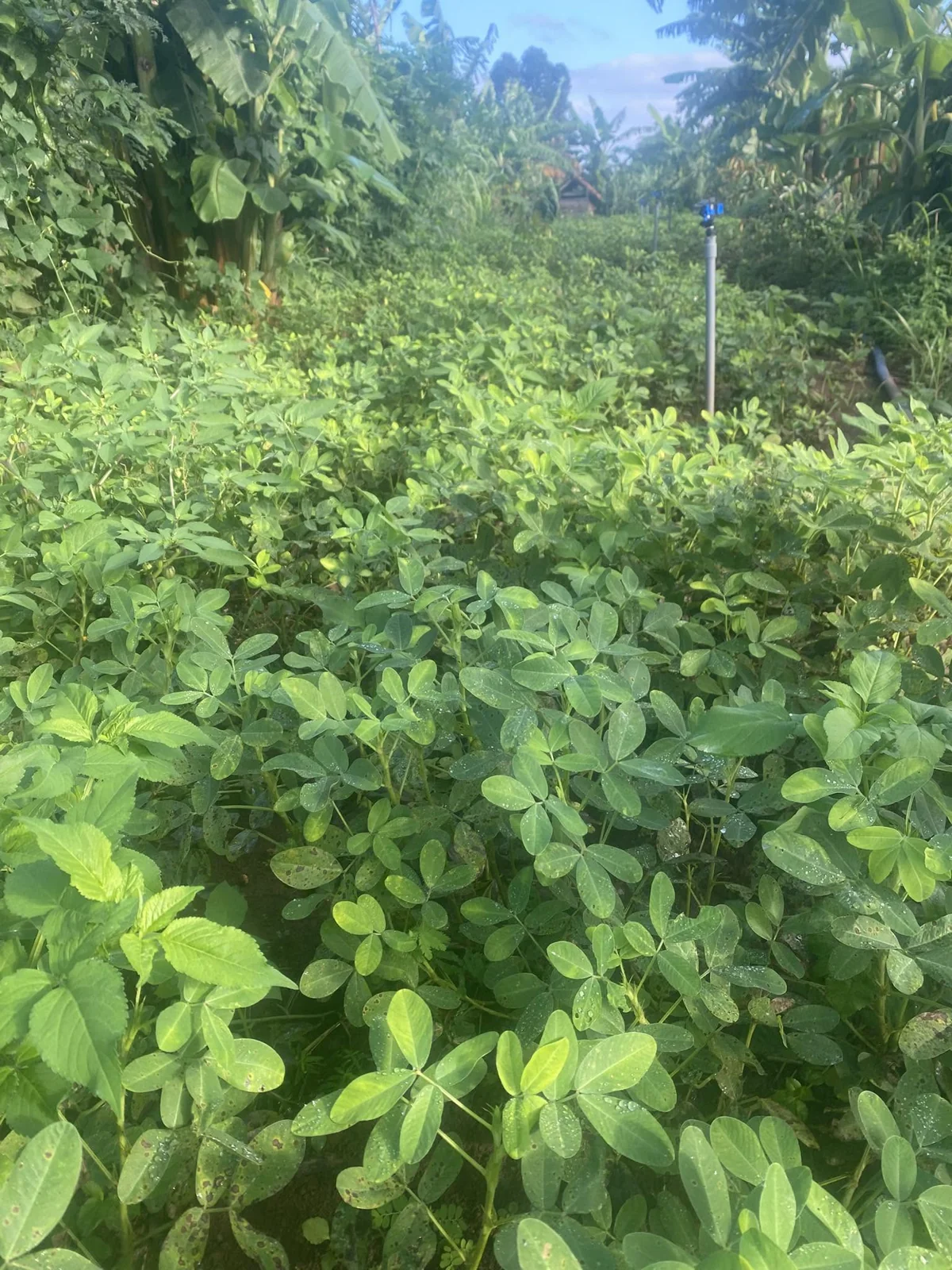 Khu vườn với nhiều tầng cây